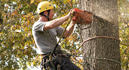 tree trimmer service near me